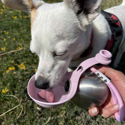 PawHydrate™:Hydrate Your Dog Anywhere, Anytime